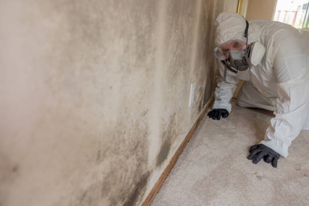 Best Black Mold Removal  in Angustura, NM